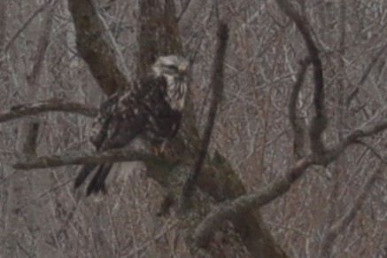 Northern Harrier - ML632826480