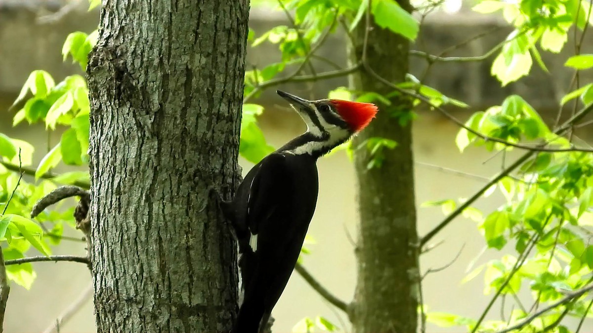 Pileated Woodpecker - ML632826535
