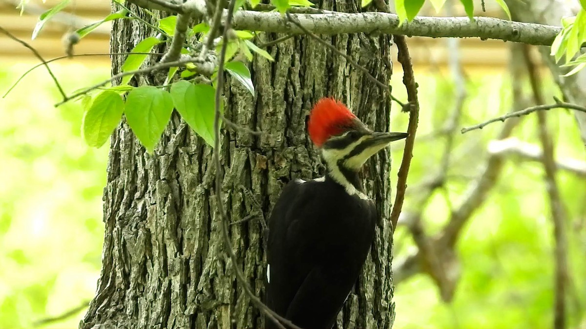 Pileated Woodpecker - ML632826536