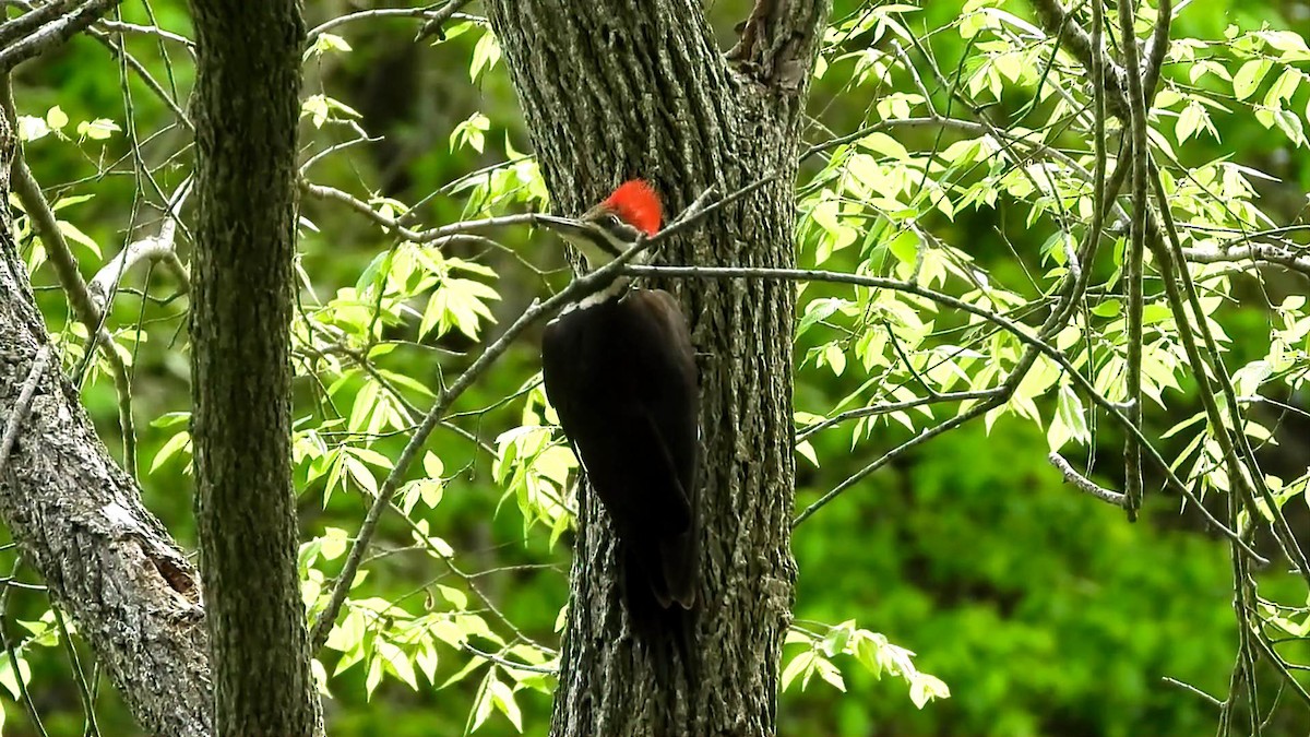 Pileated Woodpecker - ML632826537