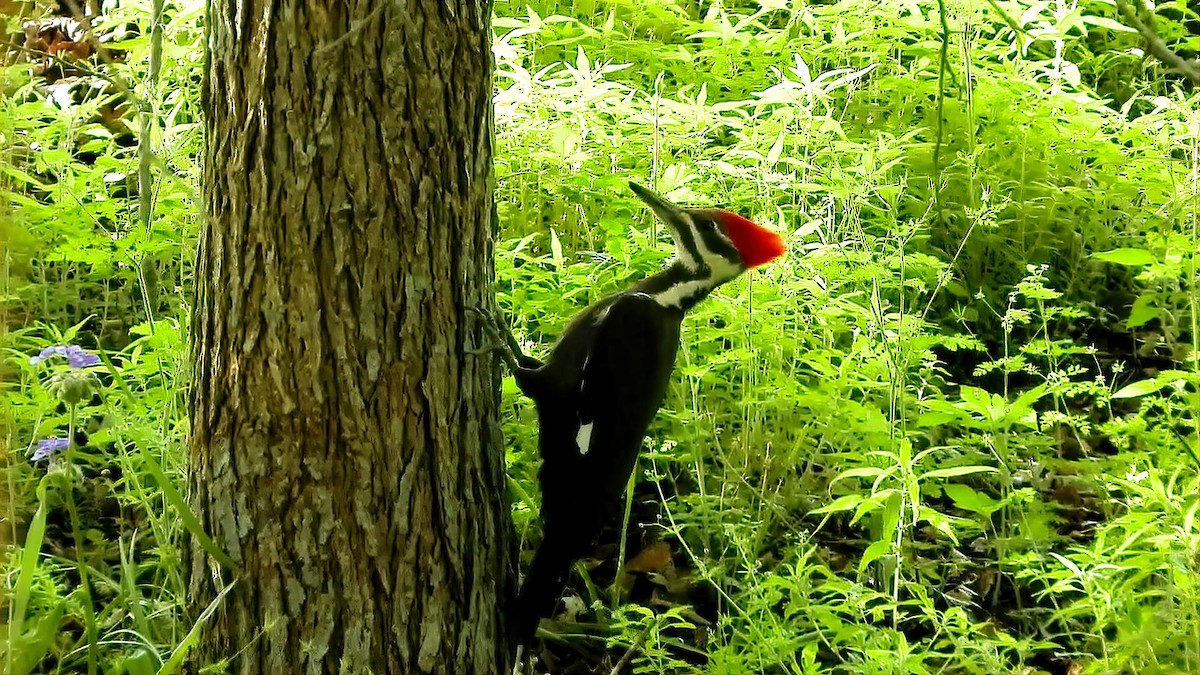 Pileated Woodpecker - ML632826538
