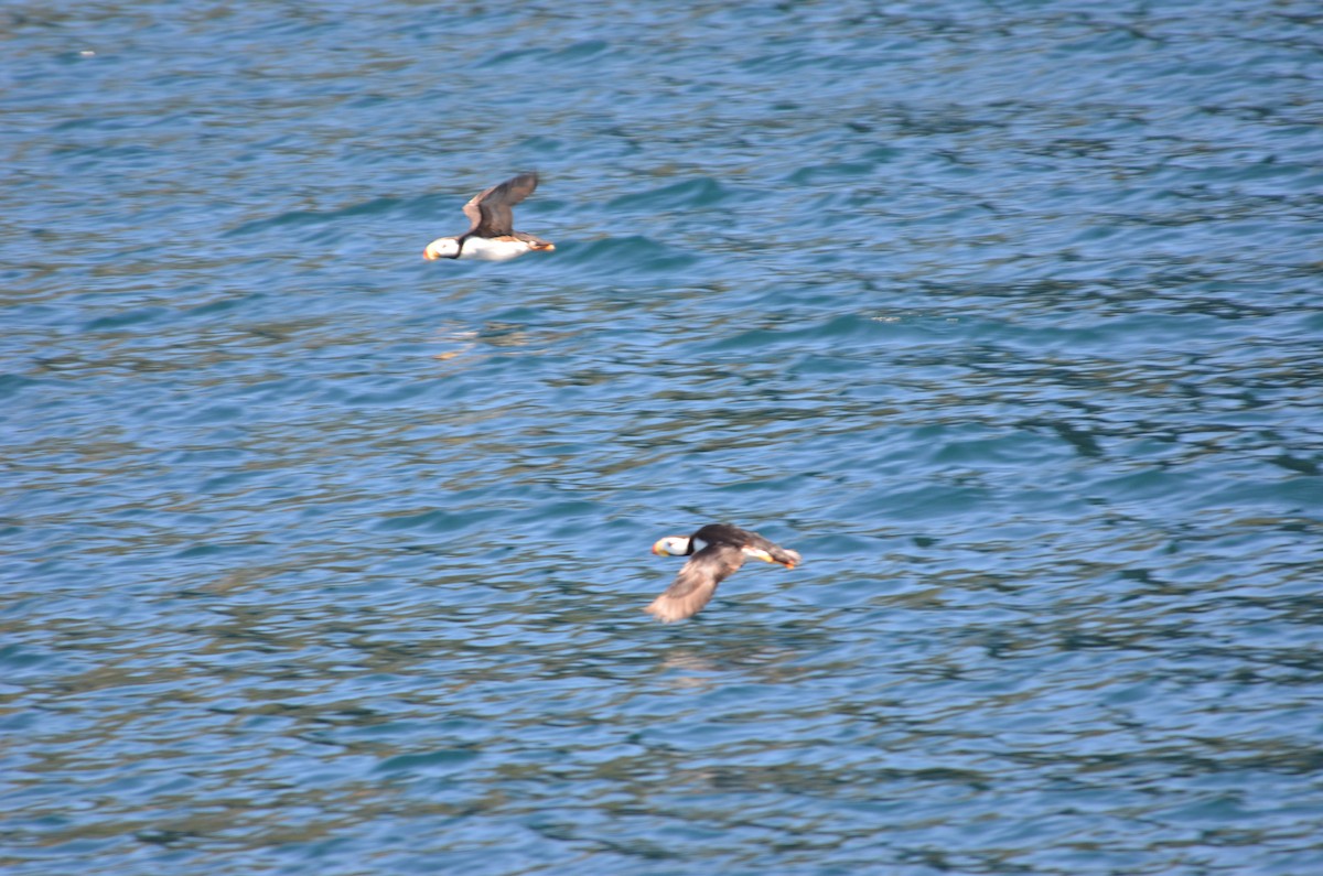 Horned Puffin - ML632826549