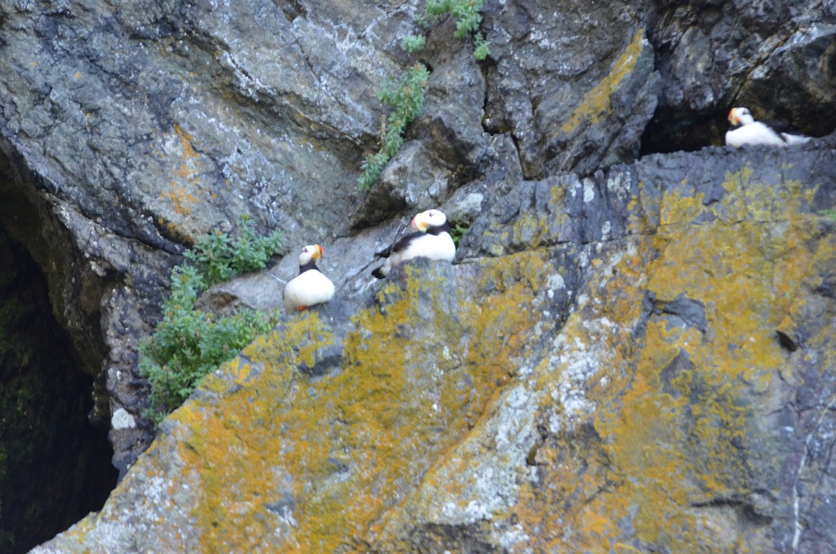 Horned Puffin - ML632826575