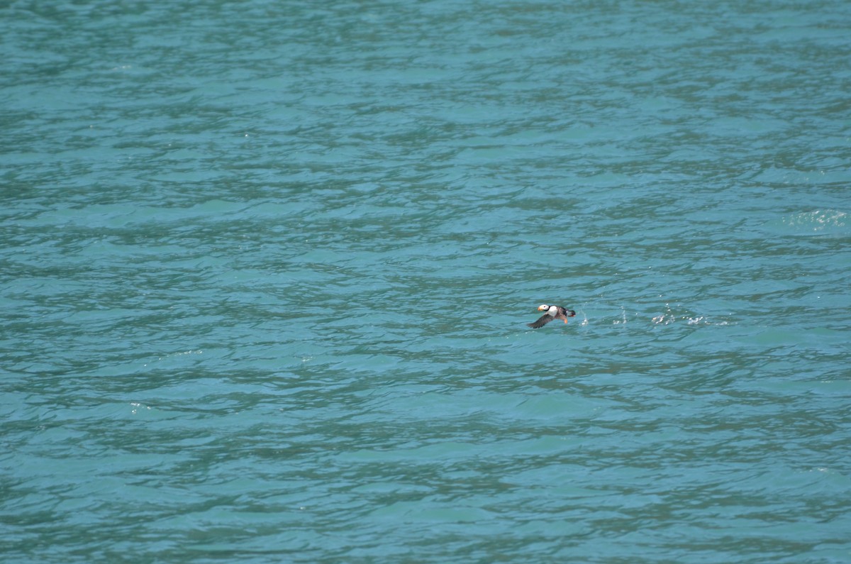 Horned Puffin - ML632826703