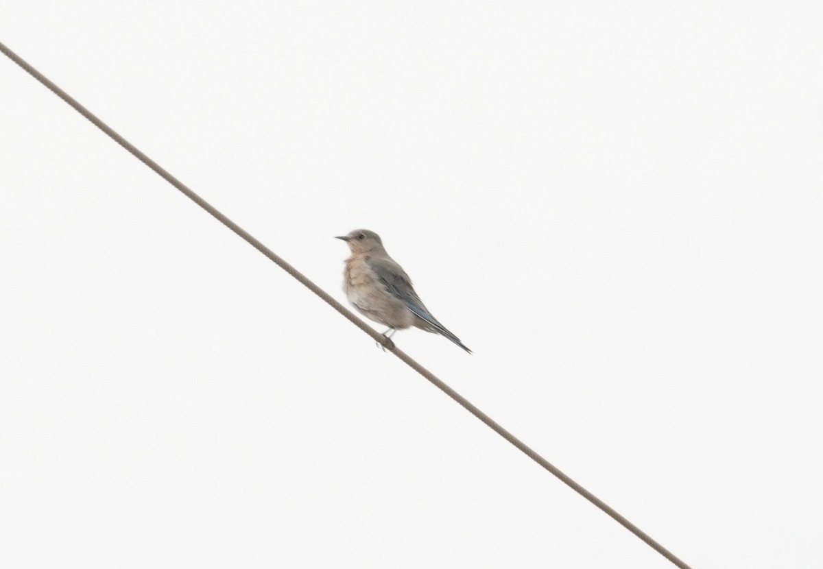 Mountain Bluebird - ML632826900