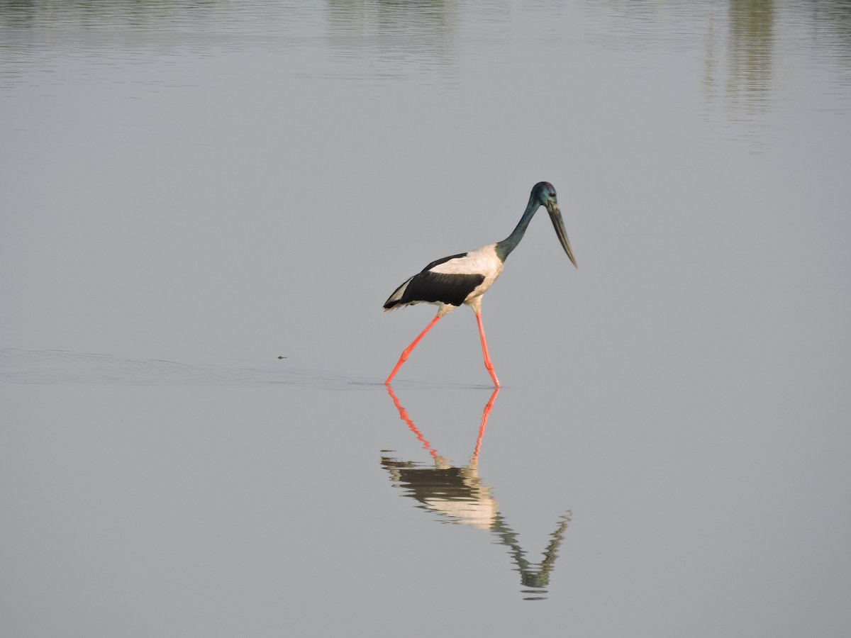 Black-necked Stork - ML632827021
