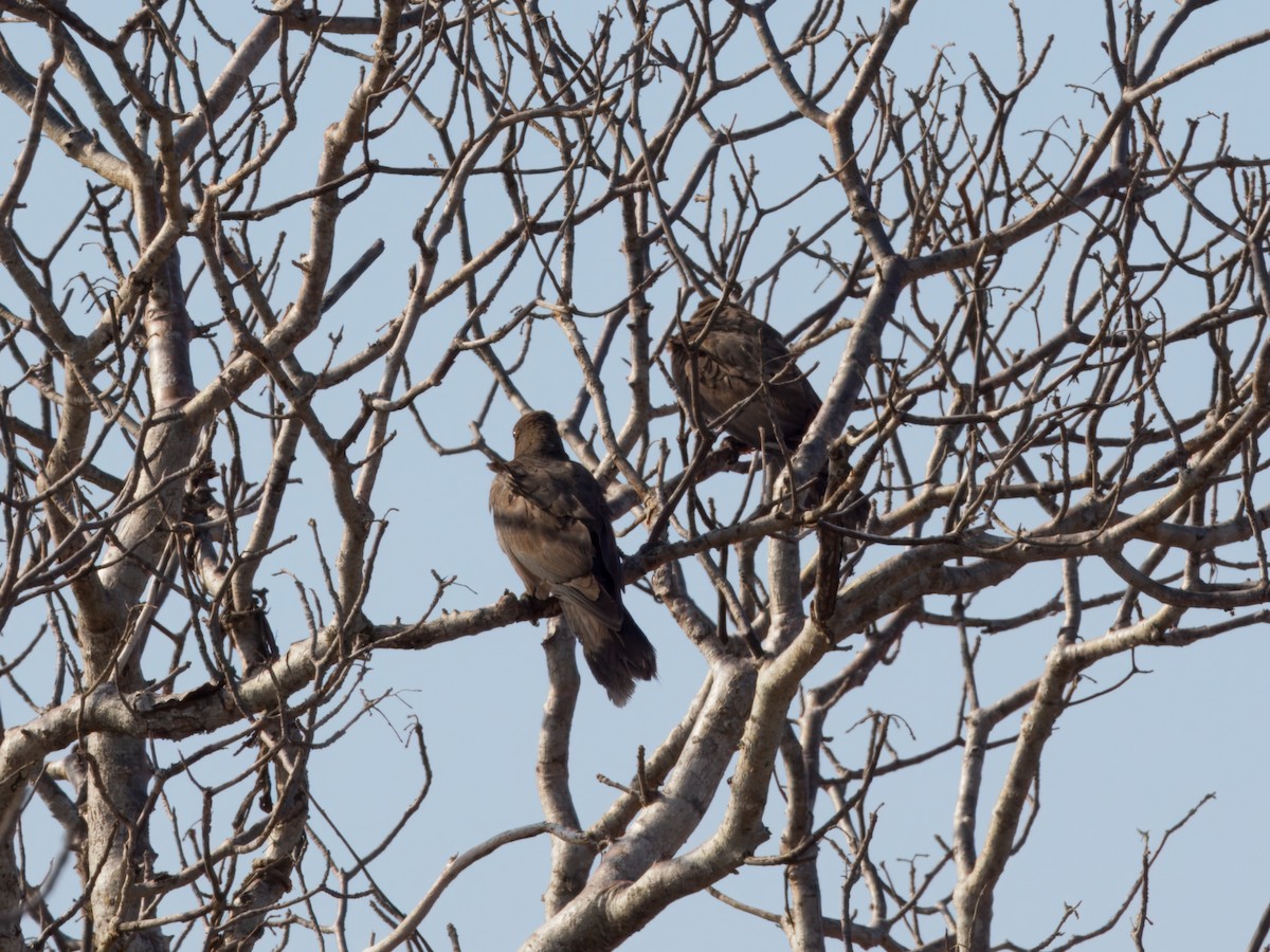 Lesser Vasa Parrot - ML632827060