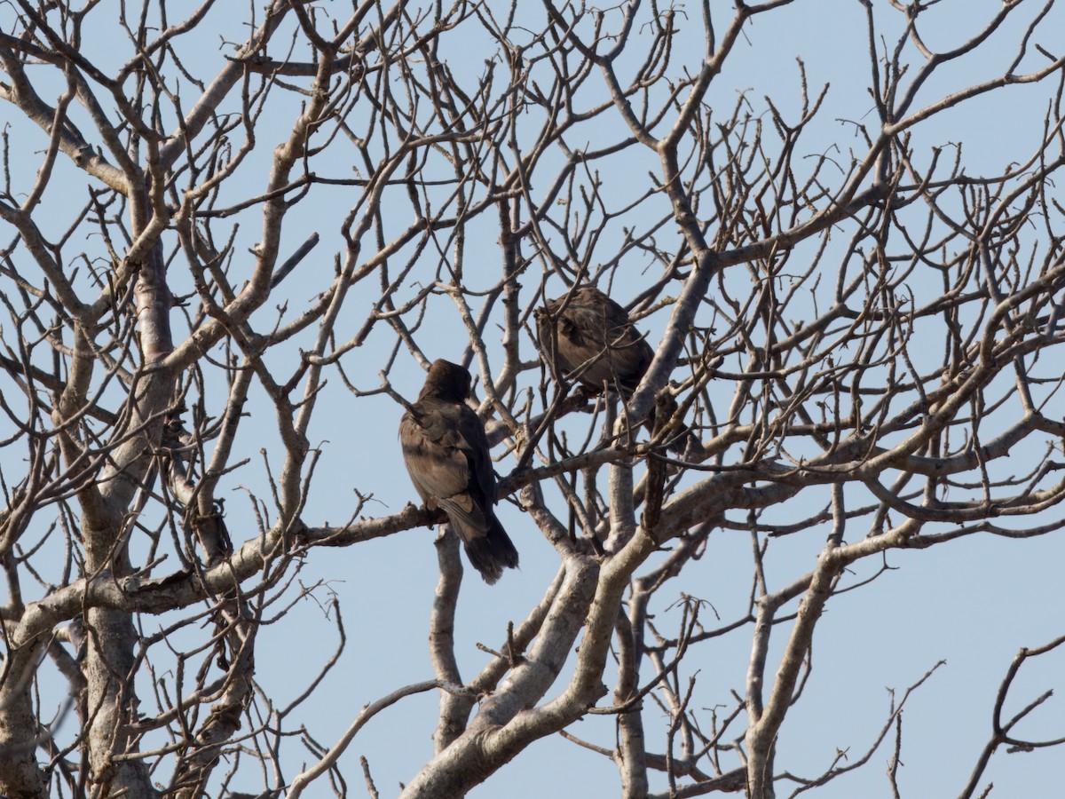 Lesser Vasa Parrot - ML632827061