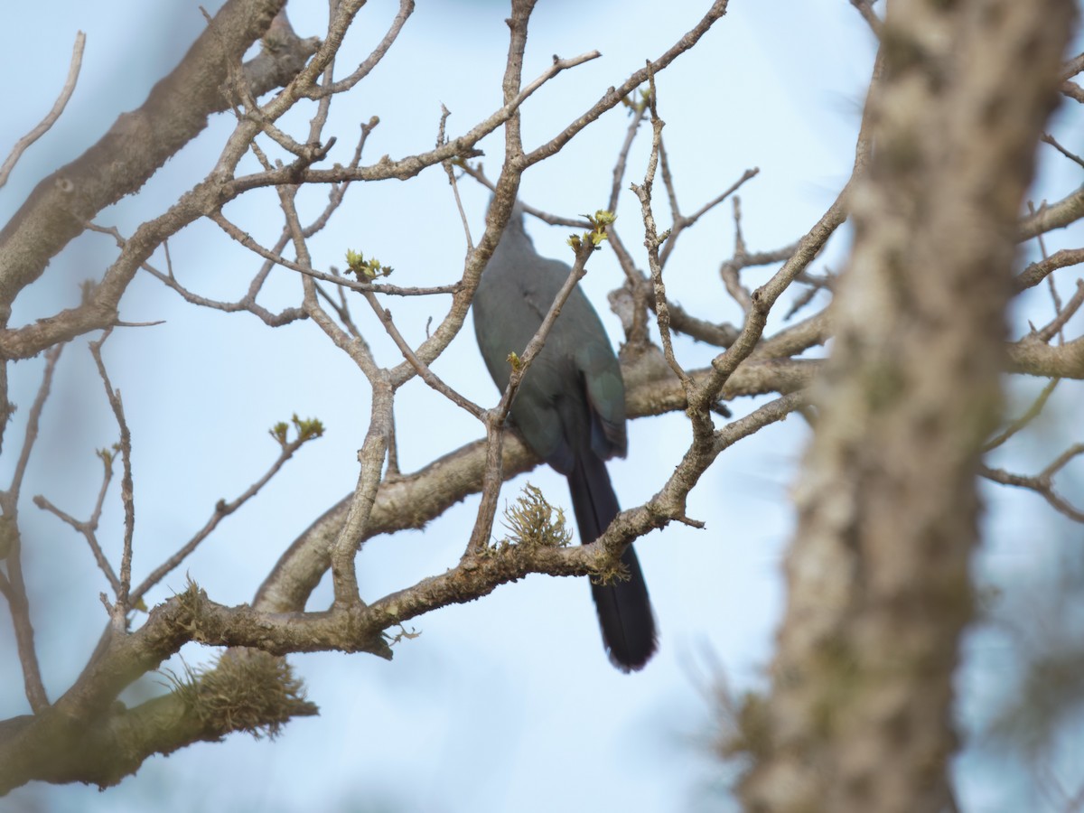 kukalka chocholatá (ssp. pyropyga/maxima) - ML632827070