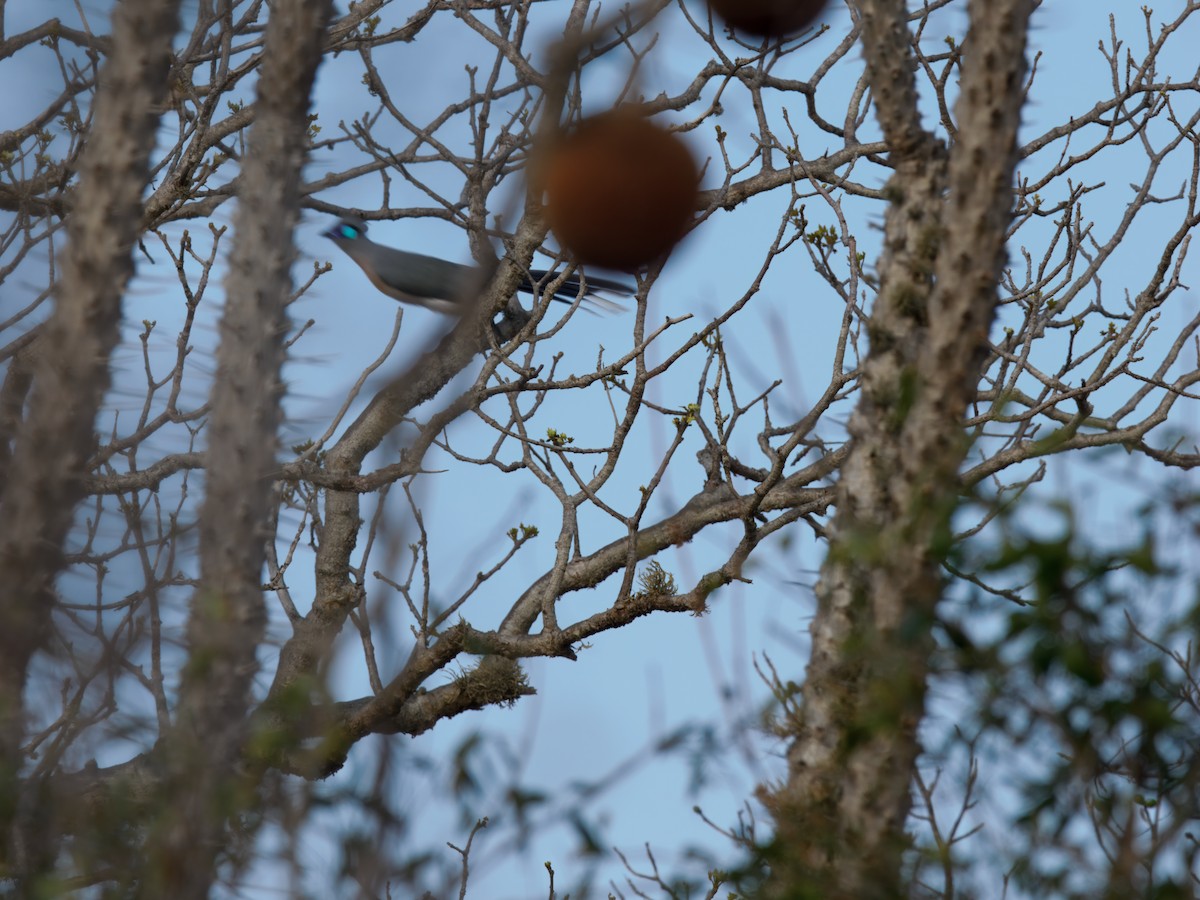 kukalka chocholatá (ssp. pyropyga/maxima) - ML632827071
