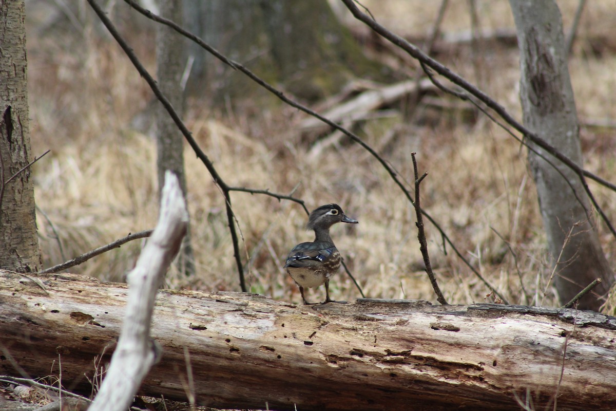 Wood Duck - ML632827598