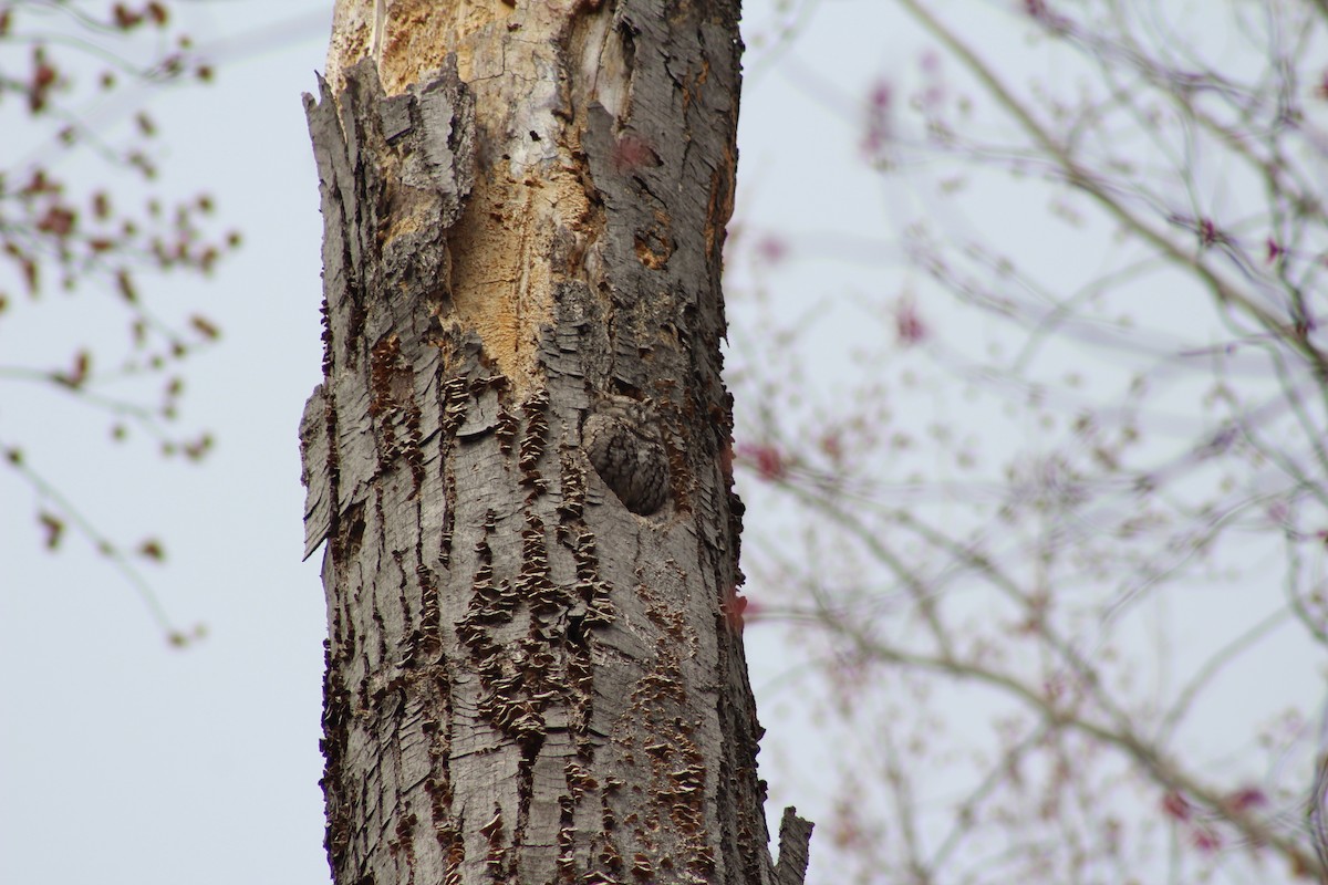 Eastern Screech-Owl - ML632827600
