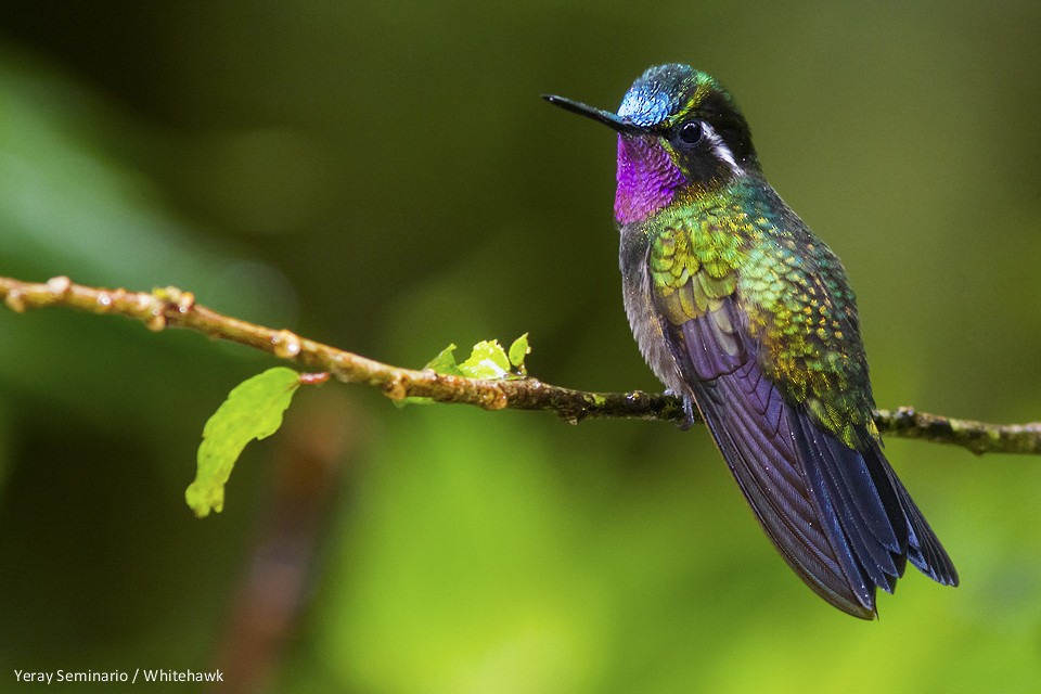 Purple-throated Mountain-gem - ML63282761