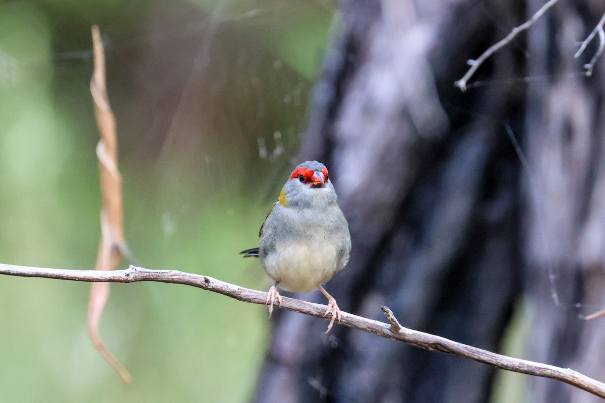 Red-browed Firetail - ML632827646