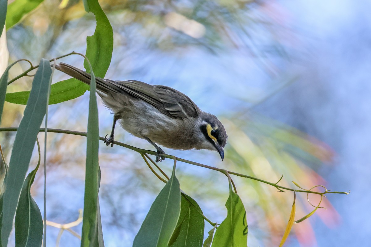 Yellow-faced Honeyeater - ML632827693