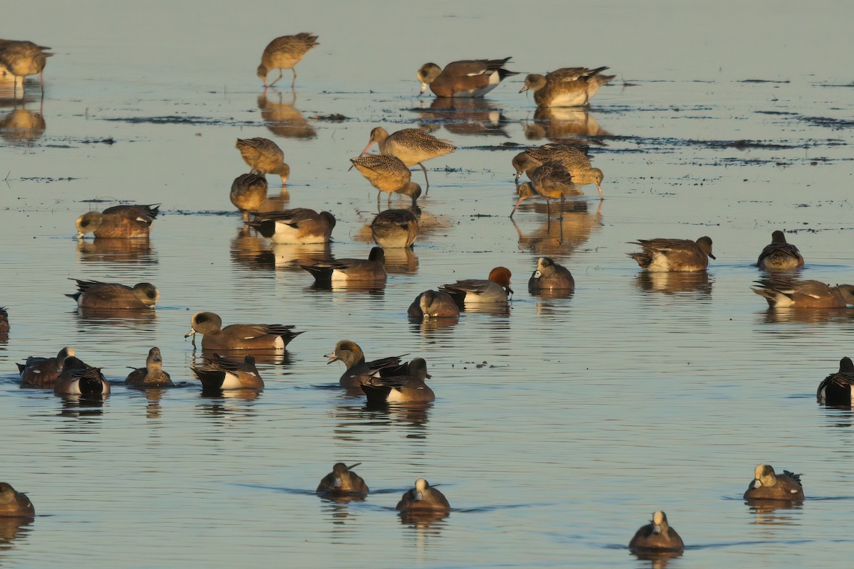 Canard siffleur - ML632827848