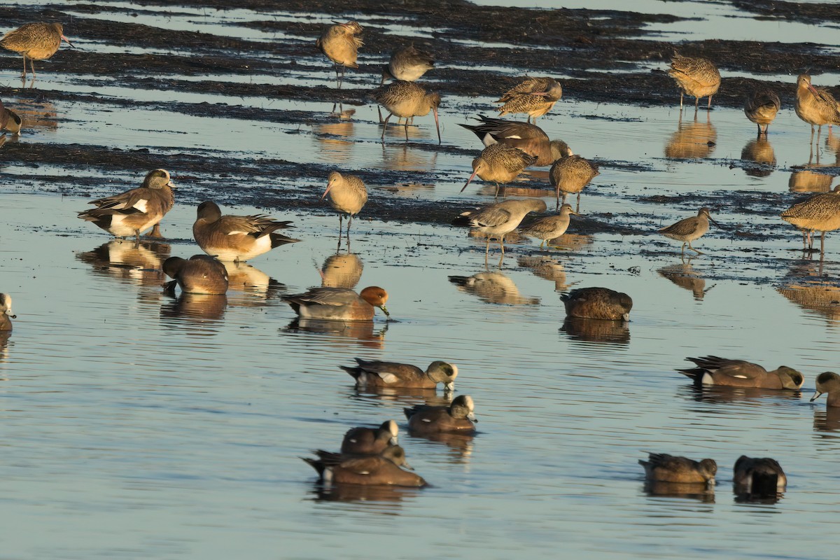 Canard siffleur - ML632827849