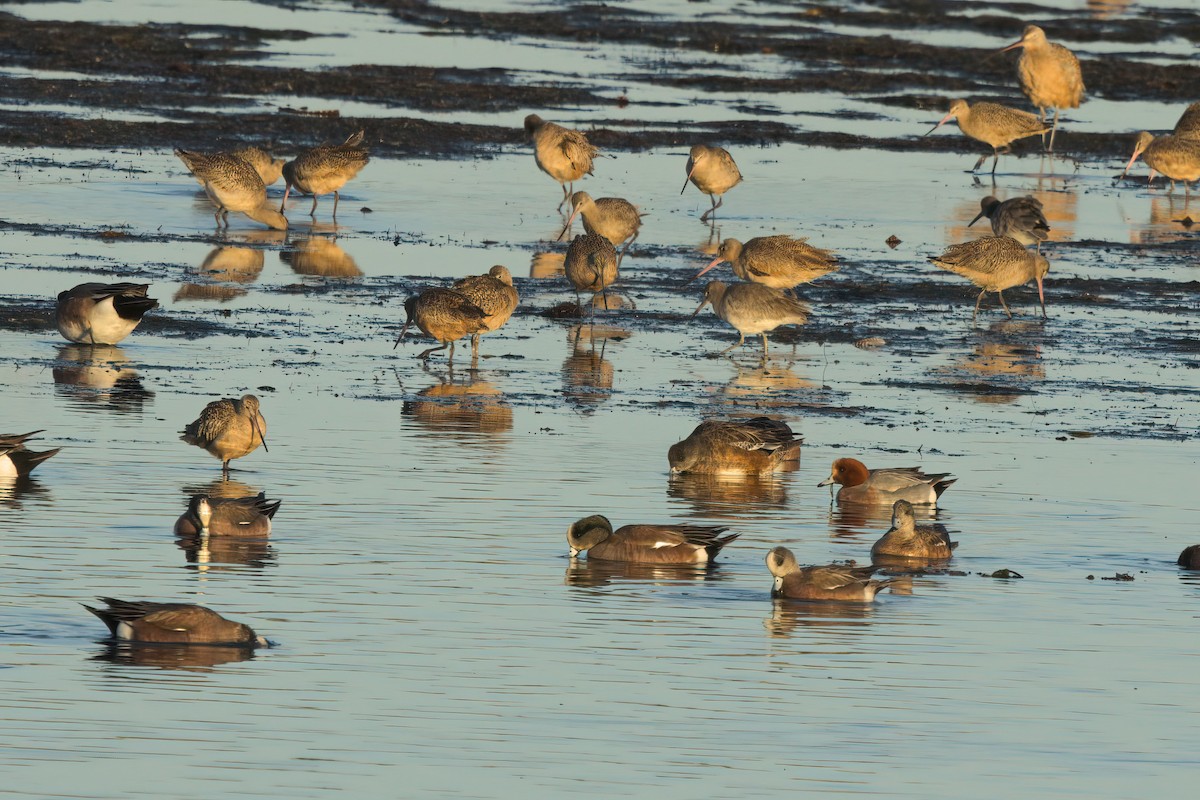 Canard siffleur - ML632827850