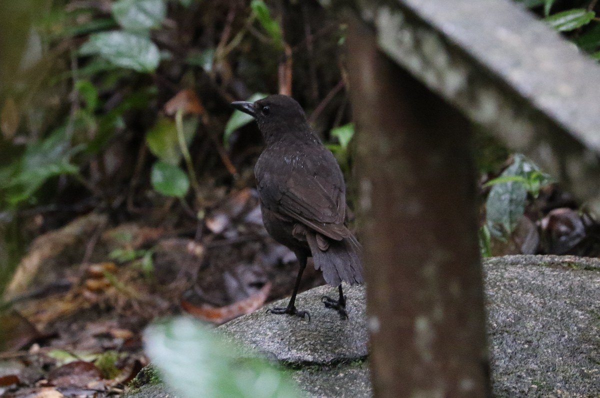 Bornean Whistling-Thrush - ML632828014