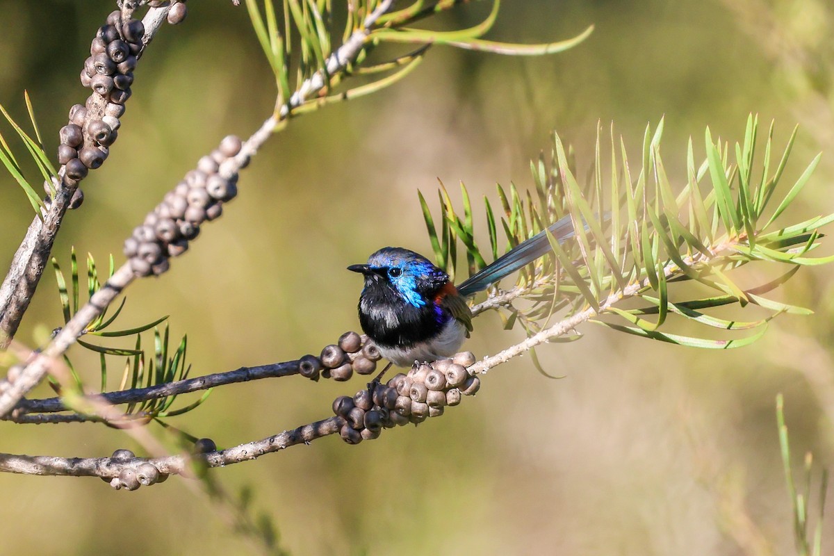 Purple-backed Fairywren - ML632828037