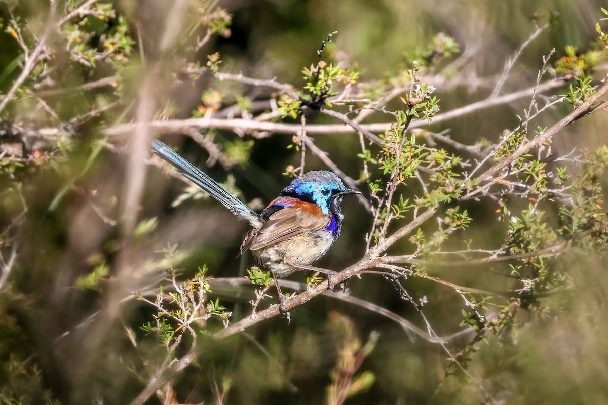 Purple-backed Fairywren - ML632828038
