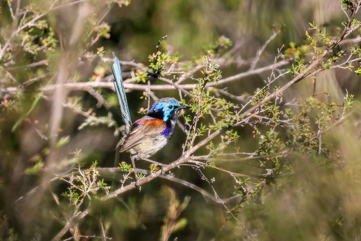 Purple-backed Fairywren - ML632828039