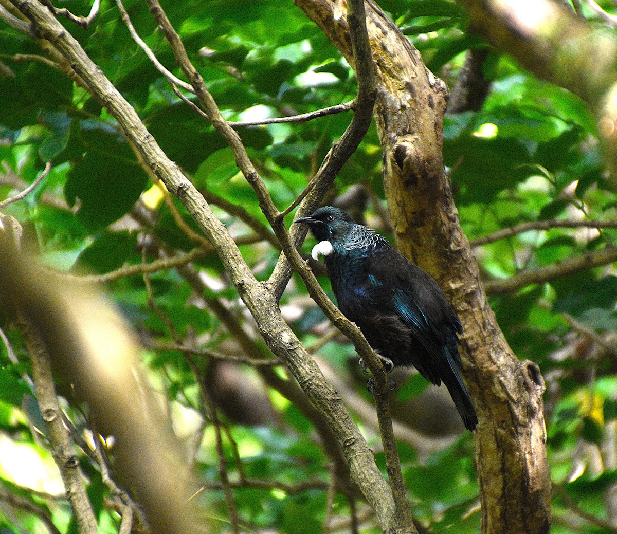 Tui - ML632828052