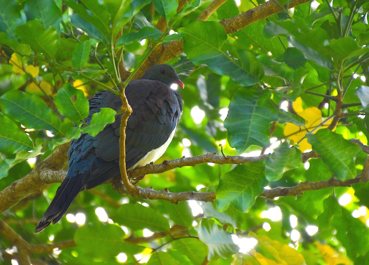 New Zealand Pigeon - ML632828060