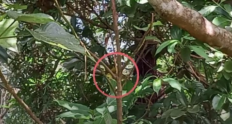Lowland White-eye - ML632828074