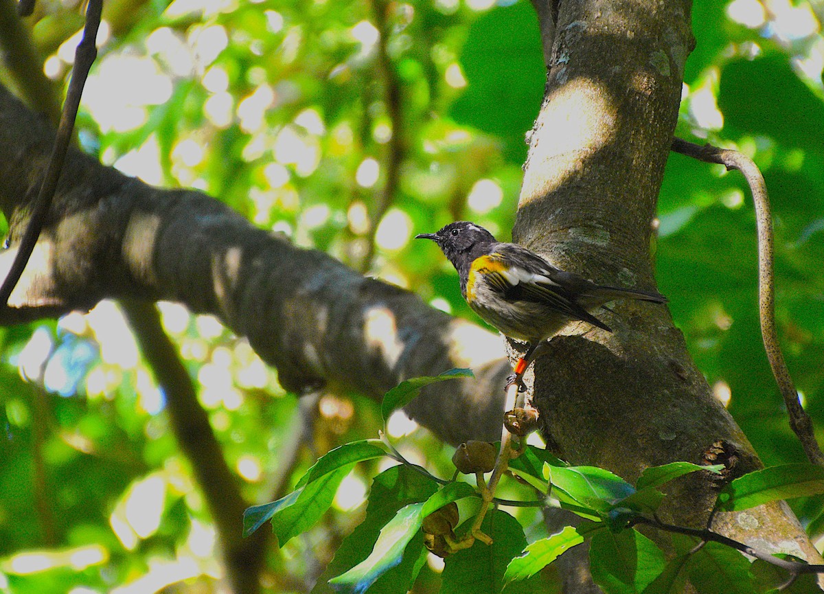 Stitchbird - ML632828080