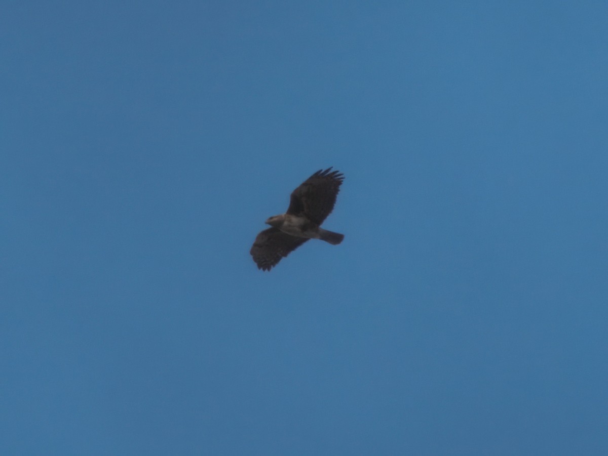 Madagascar Buzzard - ML632828089