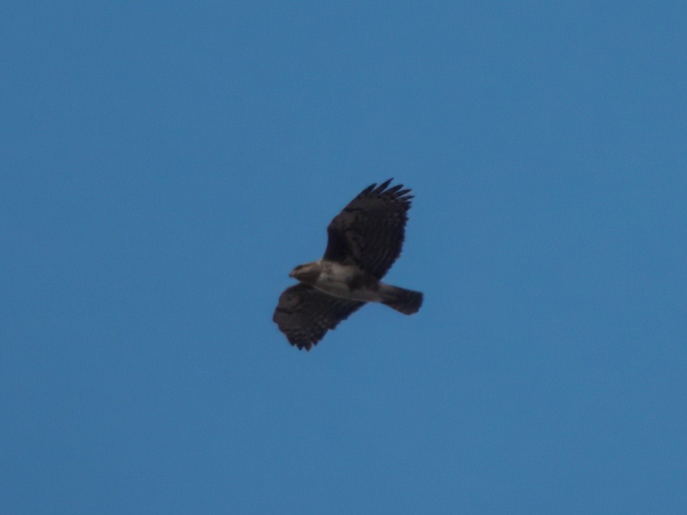 Madagascar Buzzard - ML632828092