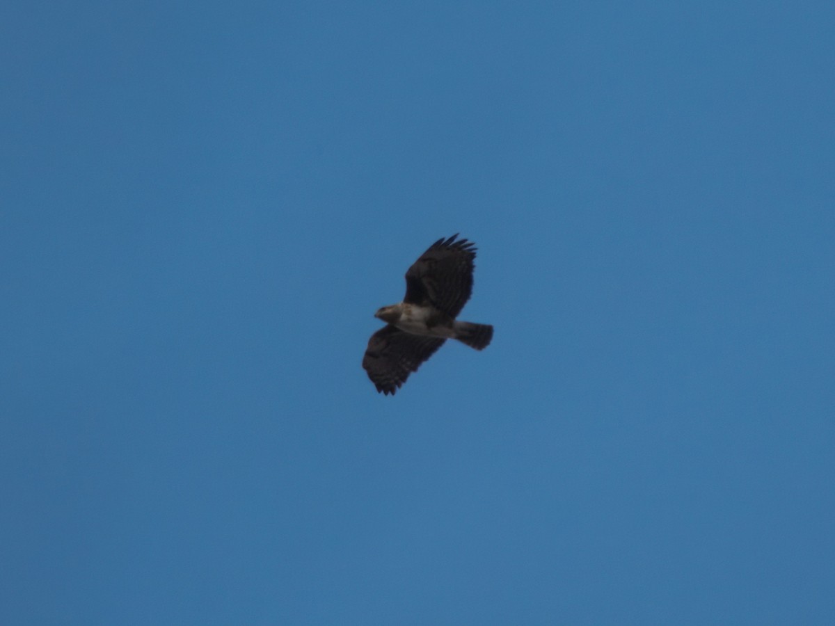 Madagascar Buzzard - ML632828093