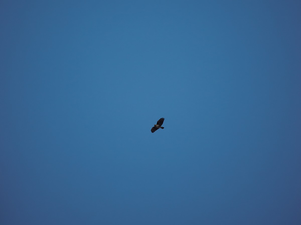 Madagascar Buzzard - ML632828094