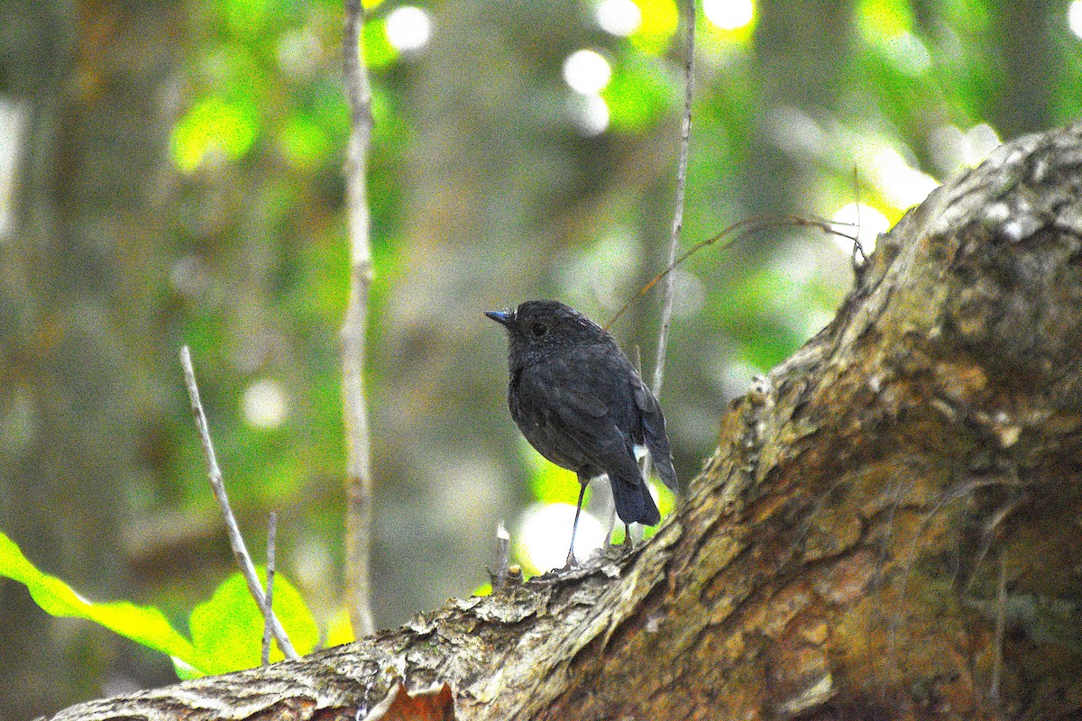 North Island Robin - ML632828097