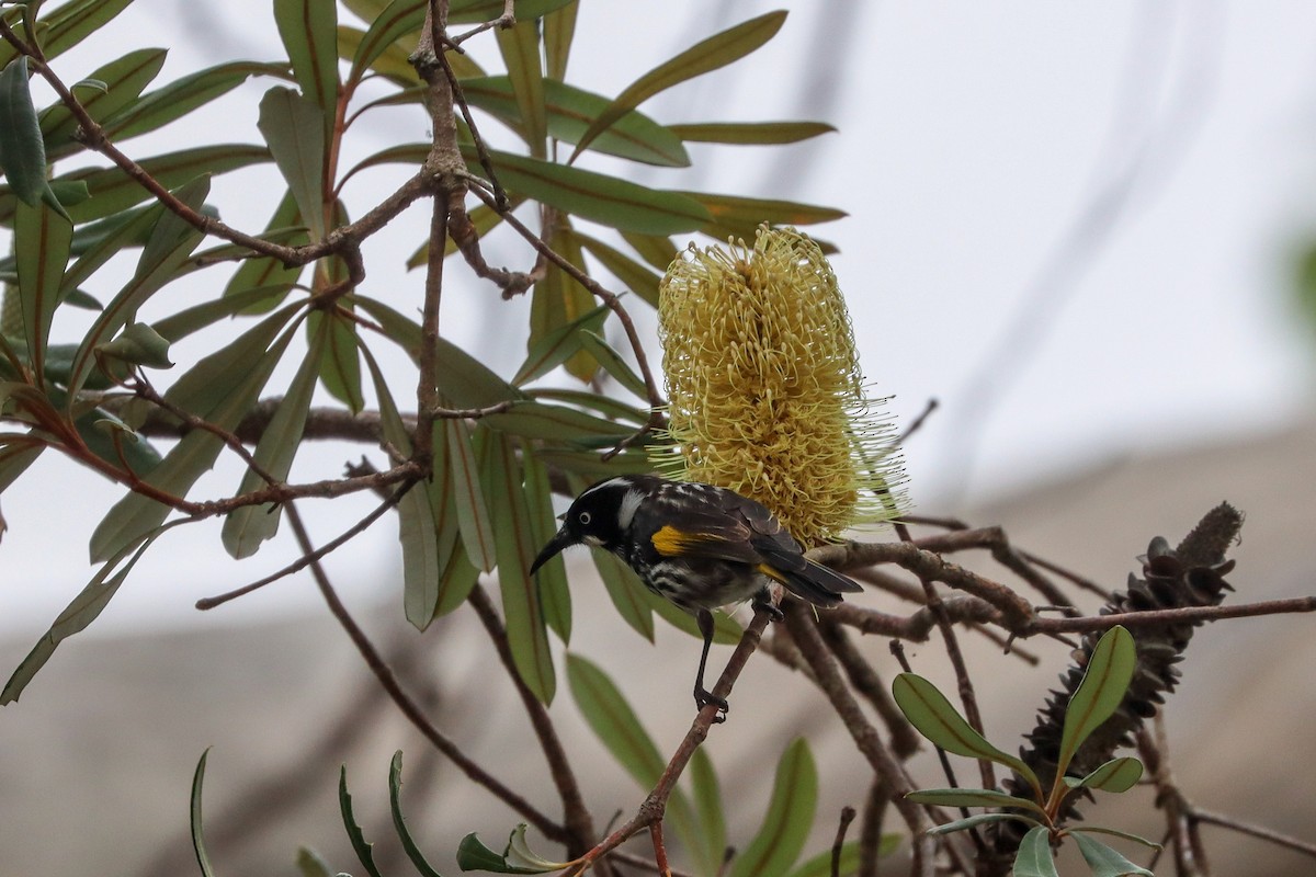New Holland Honeyeater - ML632828187