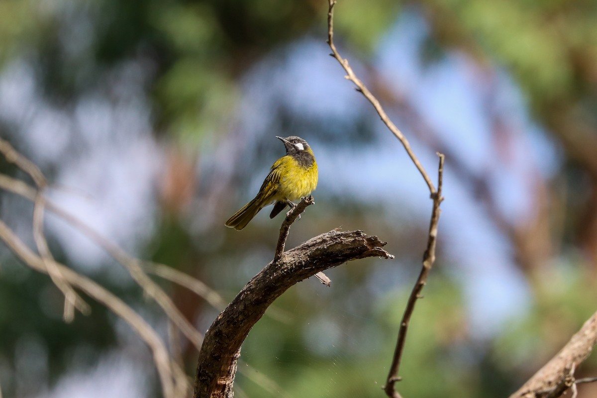 White-eared Honeyeater - ML632828234