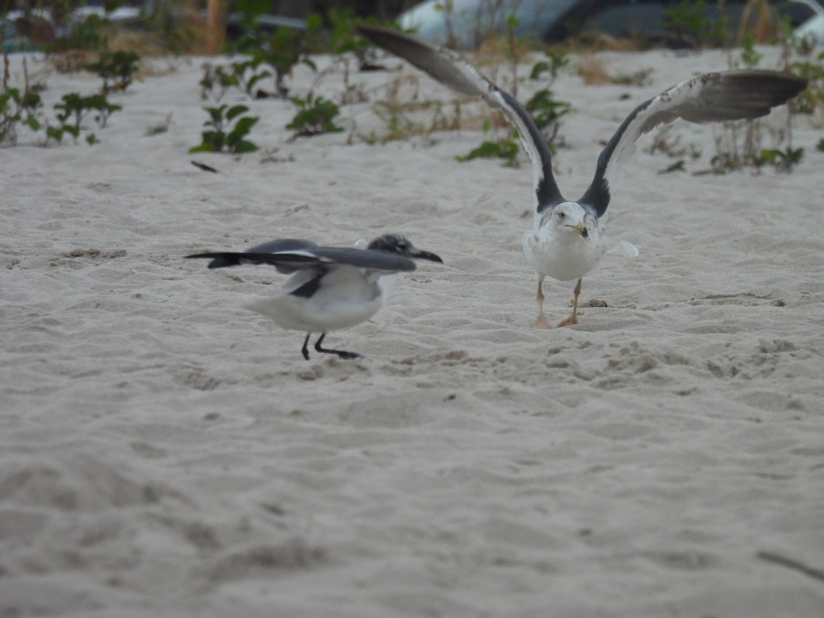 Бэсрэг цахлай - ML632828320