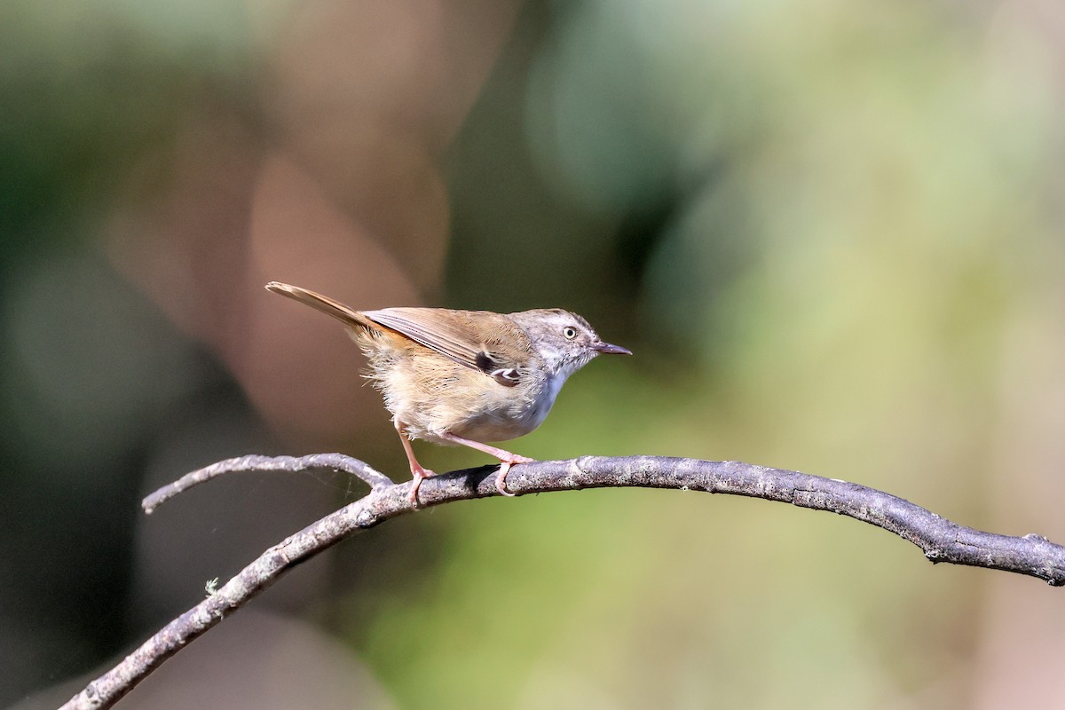 White-browed Scrubwren - ML632828347