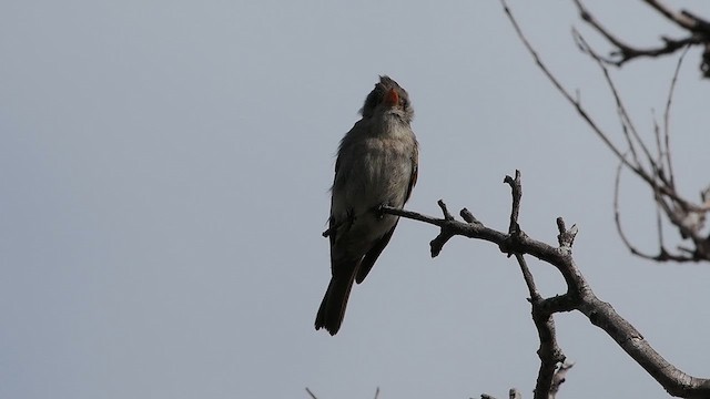 Greater Pewee - ML632828510