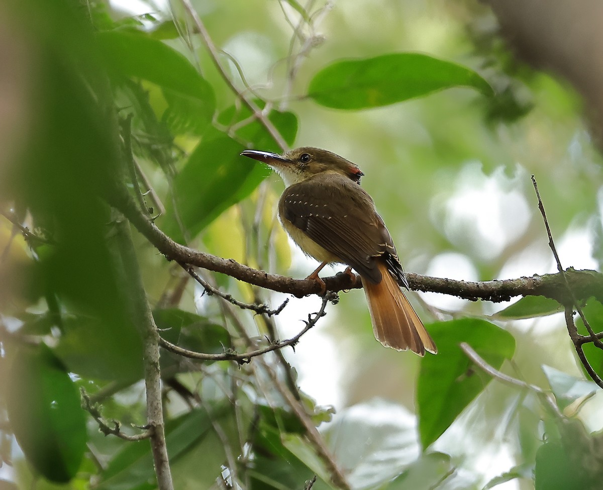 Tropical Royal Flycatcher (Northern) - ML632828566
