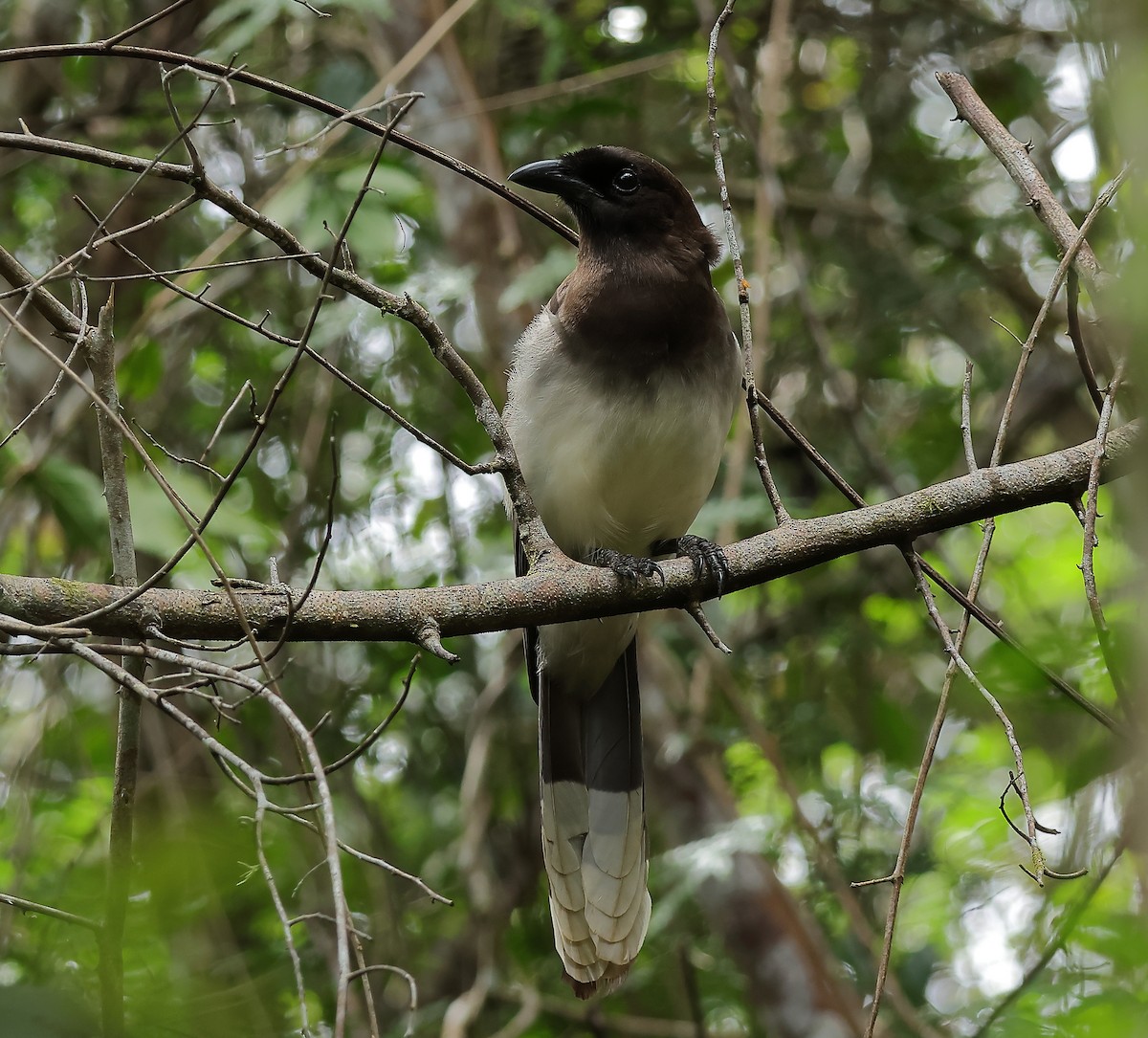 Brown Jay - ML632828577