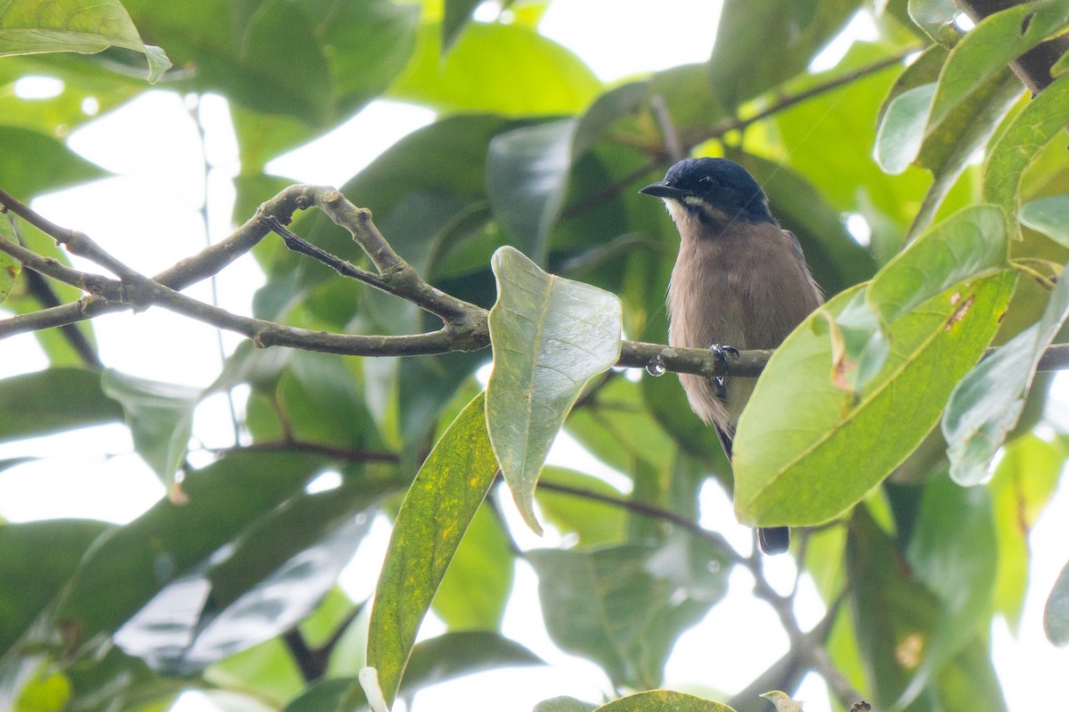 Whiskered Flowerpecker - ML632828675