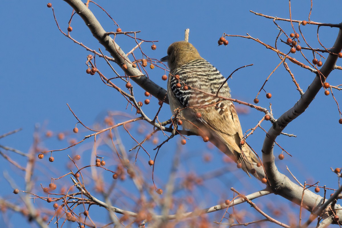 Gila Woodpecker - ML632828934