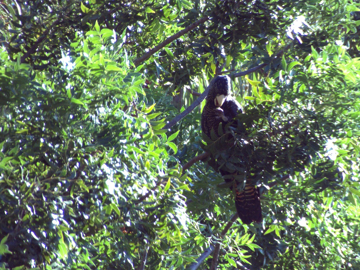 Red-tailed Black-Cockatoo - ML632829110