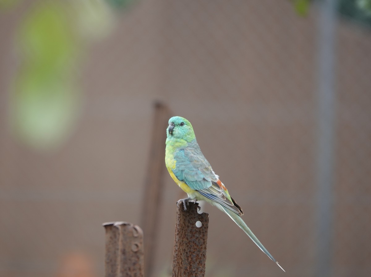 Red-rumped Parrot - ML632829390
