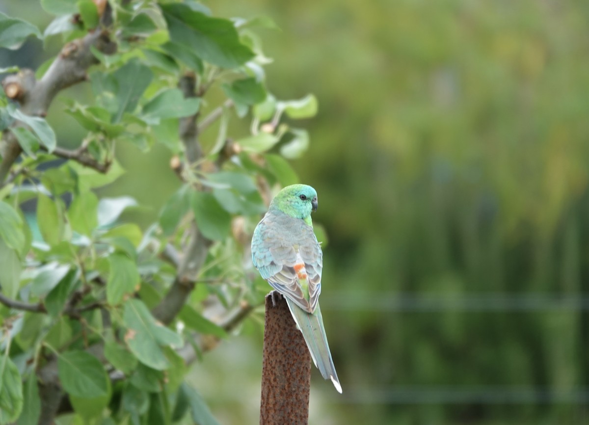 Red-rumped Parrot - ML632829391