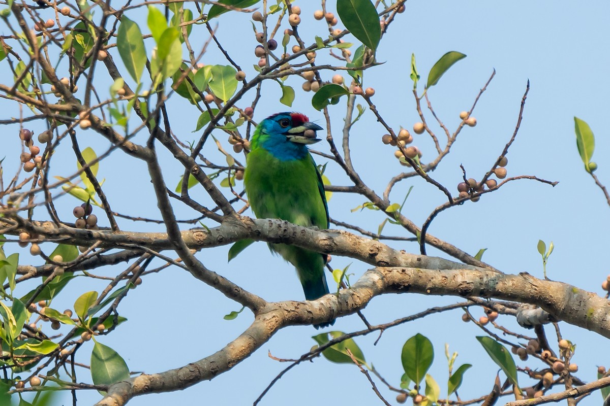 Blue-throated Barbet - ML632829593