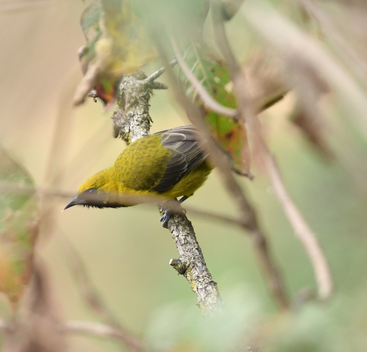 Bar-winged Oriole - ML632829698