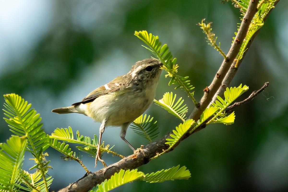 old world warbler sp. - ML632829827